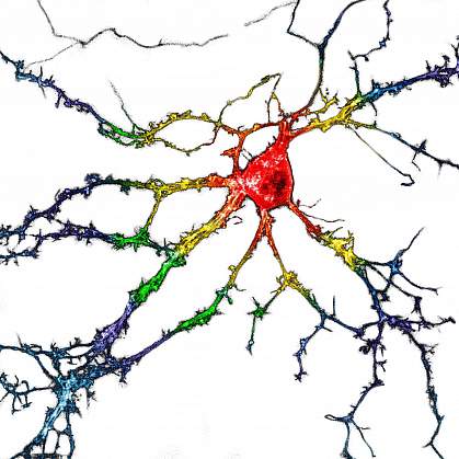 Branched neuron with a series of different colors from the cell body to the outer branches Branched neuron with a series of different colors from the cell body to the outer branches