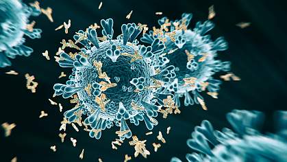 Illustration of SARS-CoV-2 surrounded by antibodies Illustration of SARS-CoV-2 surrounded by antibodies