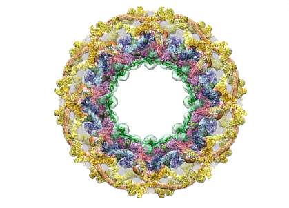 Nuclear pore complex Nuclear pore complex
