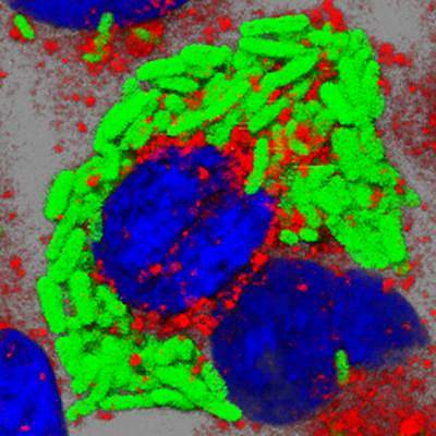Rod-shaped bacteria packed inside a cell Rod-shaped bacteria packed inside a cell