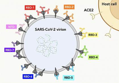 Illustration of how seven different types of antibodies bind to spike proteins on the SARS-CoV-2 virus surface Illustration of how seven different types of antibodies bind to spike proteins on the SARS-CoV-2 virus surface