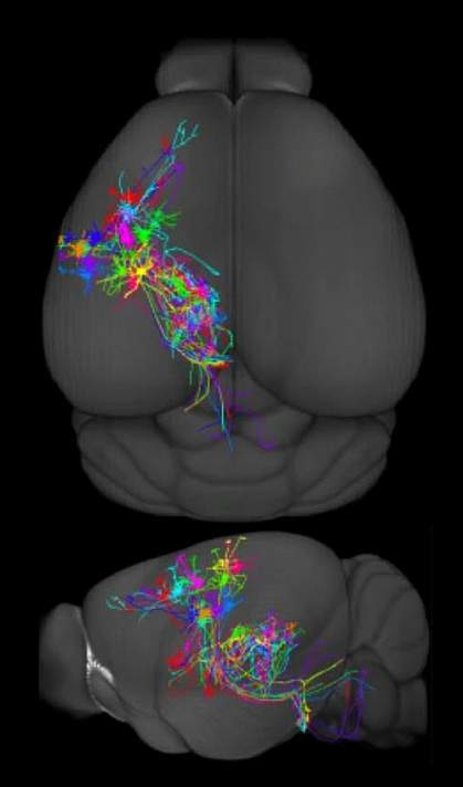 Neurons spread across the brain depicted in different colors Neurons spread across the brain depicted in different colors