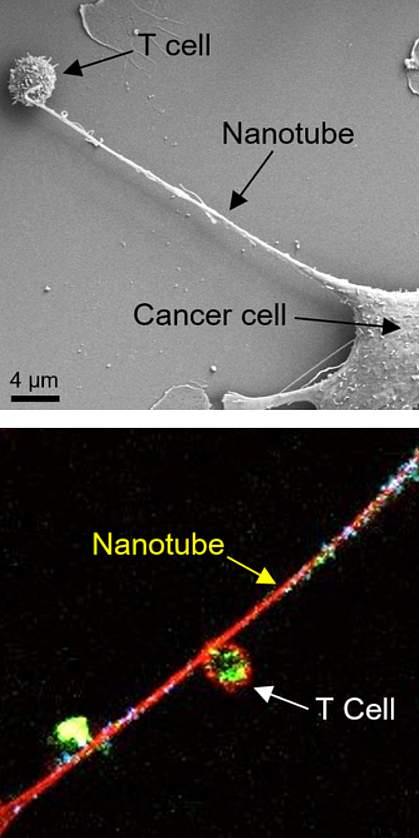 Nanotubes between cells Nanotubes between cells