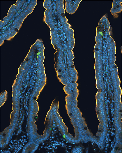 Neuropods in mouse gut Neuropods in mouse gut