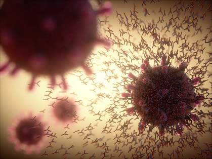 Illustration of antibodies attacking SARS-CoV-2 Illustration of antibodies attacking SARS-CoV-2