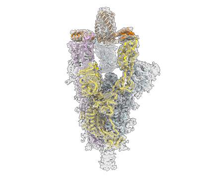CryoEM structure of the novel coronavirus spike protein CryoEM structure of the novel coronavirus spike protein