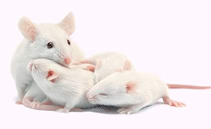 Mouse grooming pups Mouse grooming pups
