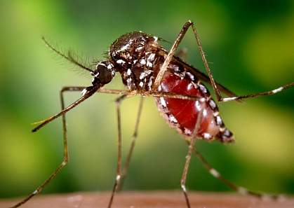 Aedes aegypti mosquito about to fly off of a host’s skin after having obtained a blood meal Aedes aegypti mosquito about to fly off of a host’s skin after having obtained a blood meal