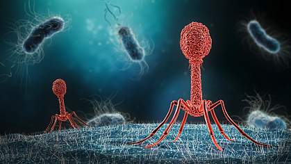Illustration of phage infecting bacterium Illustration of phage infecting bacterium
