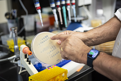 Researcher holding a plate of bacteria with several clear circles Researcher holding a plate of bacteria with several clear circles
