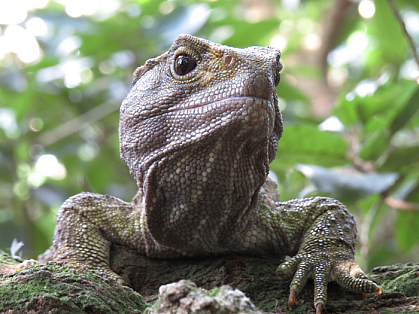 Face of a tuatara