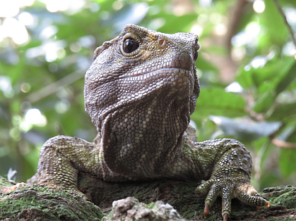 Face of a tuatara Face of a tuatara