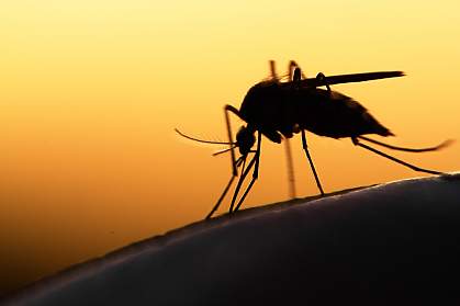 Silhouette of mosquito on human skin at sunset Silhouette of mosquito on human skin at sunset