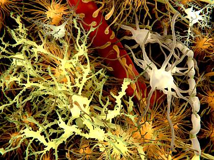 Illustration of various cells within the brain