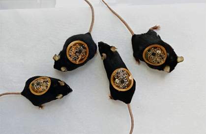 Four mice with flexible, circuit-covered bandages on their backs Four mice with flexible, circuit-covered bandages on their backs.