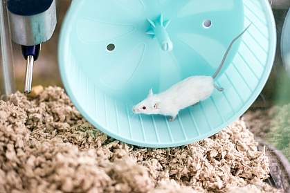 White pet mouse running on an exercise wheel in its cage White pet mouse running on an exercise wheel in its cage
