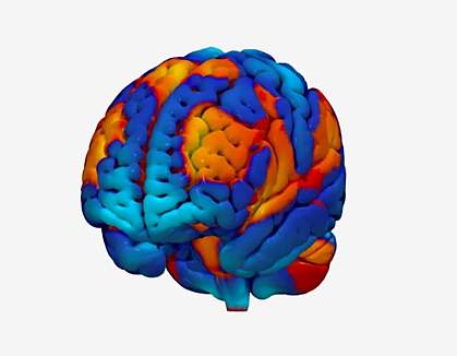 Illustration of a brain with different regions in different colors. Illustration of a brain with different regions in different colors.