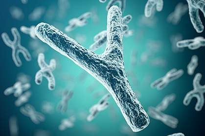 Illustration of Y chromosome with X chromosomes behind it. Illustration of Y chromosome with X chromosomes behind it.