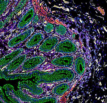 Cross section of human intestinal cells. Cross section of human intestinal cells.