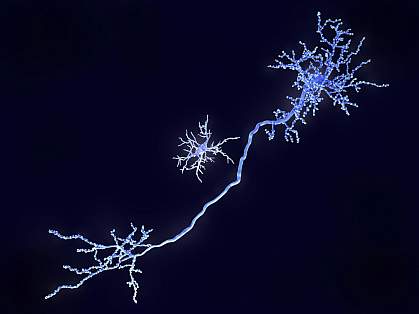 Microglial cell near the long stalk of a neuron Microglial cell near the long stalk of a neuron.
