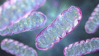 Pill-shaped mitochondria with folded internal structures.