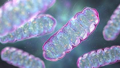 Pill-shaped mitochondria with folded internal structures. Pill-shaped mitochondria with folded internal structures.