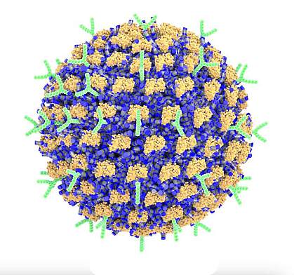 Spherical nanoparticle coated with clumps of protein and Y-shaped antibodies. Spherical nanoparticle coated with clumps of protein and Y-shaped antibodies.