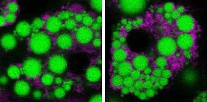 Mitochondria in white fat cells. Mitochondria surrounding lipid droplets appear brighter in right panel.