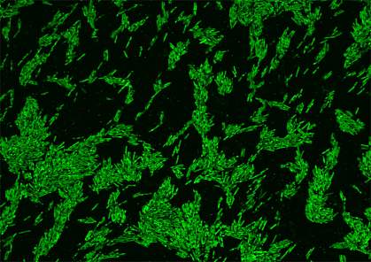 Microscope image of green, rod-shaped Oscillibacter bacteria. Microscope image of green, rod-shaped Oscillibacter bacteria.