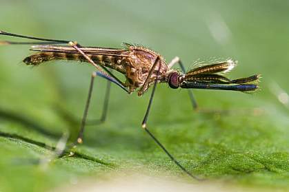Mosquito on a leaf. Mosquito on a leaf.