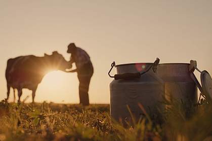Silhouette of a farmer standing with a cow, with milk cans in the foreground Silhouette of a farmer standing with a cow, with milk cans in the foreground.