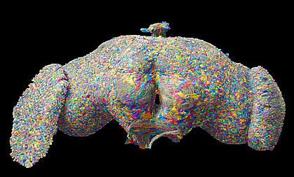 Multicolored illustration of a fly brain. Multicolored illustration of a fly brain.