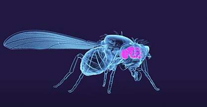 Image showing the brain inside an adult fruit fly. Image showing the brain inside an adult fruit fly.