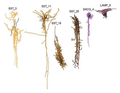 Computer generated image of six differently-shaped brain cells that may be harmed first by Alzheimer’s disease: SST_3, SST-11, SST_19, SST_25, SNCG_4, and LAMP_5. Computer generated image of six differently-shaped brain cells that may be harmed first by Alzheimer’s disease: SST_3, SST-11, SST_19, SST_25, SNCG_4, and LAMP_5.