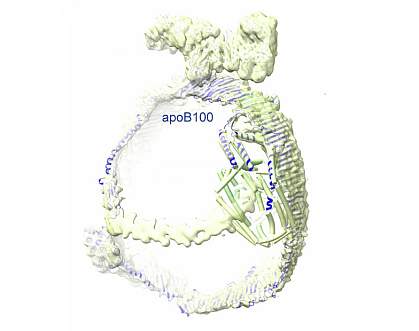 Illustration shows apoB100 has a ladder-like belt and an overall rounded structure that enables it to hold a cargo of lipid. Illustration shows apoB100 has a ladder-like belt and an overall rounded structure that enables it to hold a cargo of lipid.