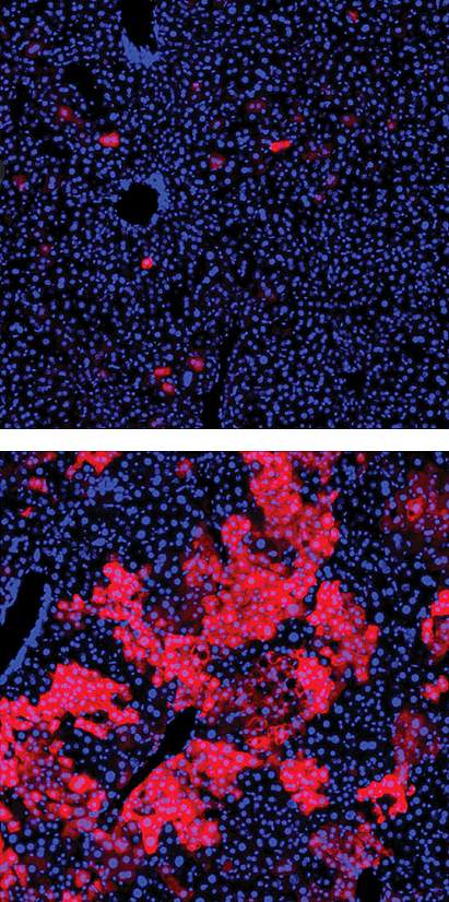 Fluorescence microscopy images show many more red cells in the Repair Drive mice. Fluorescence microscopy images show many more red cells in the Repair Drive mice.