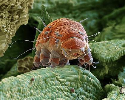 High-resolution image of a tardigrade, or water bear. High-resolution image of a tardigrade, or water bear.
