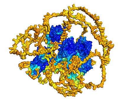 A 3D rendering of membrane-associated guanylate kinase, WW and PDZ domain-containing protein 1, as predicted by AlphaFold. A 3D rendering of membrane-associated guanylate kinase, WW and PDZ domain-containing protein 1, as predicted by AlphaFold.