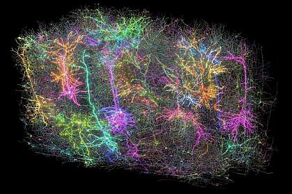 Colorful image of numerous interconnected cells in the mouse brain. Colorful image of numerous interconnected cells in the mouse brain.