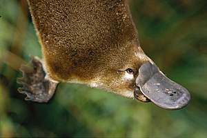 Duck-billed Platypus Duck-billed Platypus