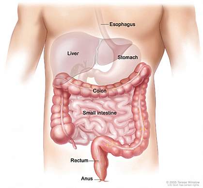 Illustration of the human colon Illustration of the human colon.