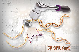 CRISPR-Cas9 CRISPR-Cas9