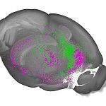 Diagram of mouse prefrontal cortex showing neural projections to the midbrain (purple) and the amygdala (green), pathways involved in learning about threat