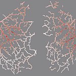 Illustration of blood vessels in the mouse brain