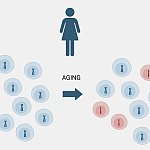 Illustration showing some women lose copies of the X chromosome as they age.