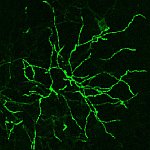 Confocal microscope image of neurons
