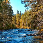 Pristine river running through a forest.