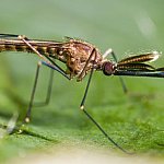 Mosquito on a leaf.